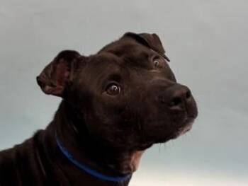 Tuppence -  Pit Bull Terrier and Mixed Breed Dog for Adoption in Golden Valley, Minnesota - Tuppence | PetCurious