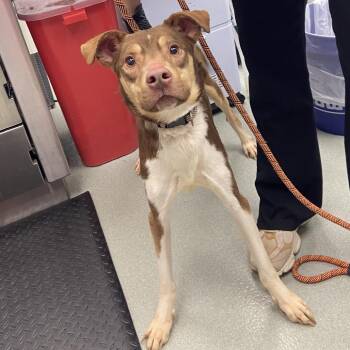 Hershey -  Husky Dog for Adoption in Abilene, Texas - Hershey | PetCurious