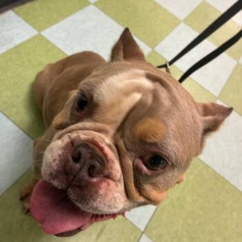Top Law Dog -  English Bulldog Dog for Adoption in Philadelphia, Pennsylvania - Top Law Dog | PetCurious