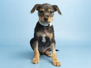 TAY -  Miniature Pinscher and Cairn Terrier Dog for Adoption in Phoenix, Arizona - TAY | PetCurious