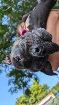Lilac -  Mixed Breed Dog for Adoption in Cincinnati, Ohio - Lilac | PetCurious