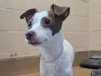 Chihuahua Dogs Available for Adoption in Martinez, California - SUNDAE | PetCurious