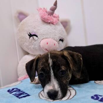Coco -  Labrador Retriever and Mixed Breed Dog for Adoption in Springfield, Missouri - Coco | PetCurious