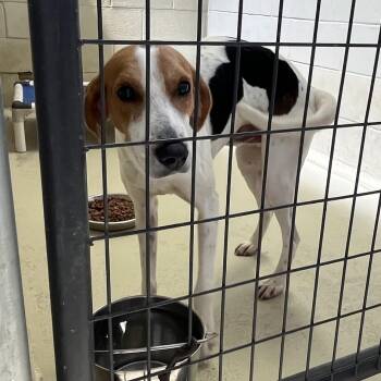 Huck -  Foxhound and Hound Dog for Adoption in Clarksville, Virginia - Huck | PetCurious