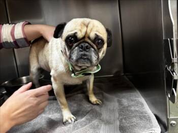 Mixed Breed Dogs Available for Adoption in Santa Fe, New Mexico - DAISY | PetCurious