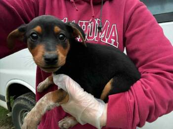 Rescue Treeing Walker Coonhound and Australian Cattle Dog Blue Heeler Dogs for Adoption in Shawnee, Oklahoma - Natalie | PetCurious