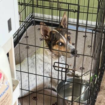 Rescue Cattle Dog Dogs for Adoption in Floresville, Texas - Nollie | PetCurious