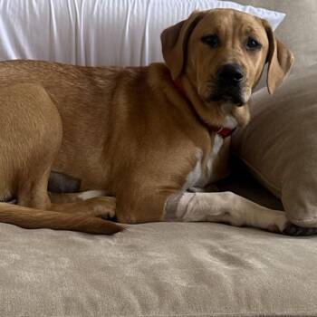 Bailey -  Golden Retriever and American Bulldog Dog for Adoption in Ferndale, Michigan - Bailey | PetCurious