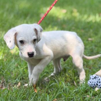 Scruffy -  Wire Fox Terrier Dog for Adoption in Locust Fork, Alabama - Scruffy | PetCurious