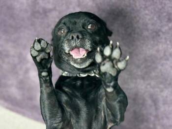 Forky -  Pug and Chihuahua Dog for Adoption in Portland, Oregon - Forky | PetCurious