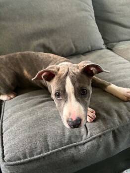 Murphie -  Mixed Breed Dog for Adoption - Murphie | PetCurious
