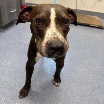 Martin -  Pit Bull Terrier and Mixed Breed Dog for Adoption in Saint Joseph, Missouri - Martin | PetCurious