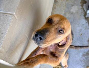 Hound and Mixed Breed Dogs Available for Adoption in North Charleston, South Carolina - 05778B Alabaster | PetCurious