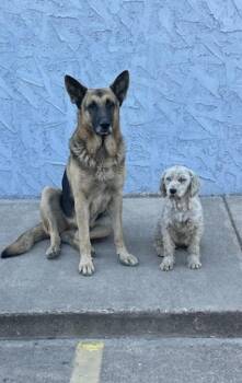 German Shepherd Dog and Cocker Spaniel Dogs Available for Adoption - Bonnie & Clyde | PetCurious