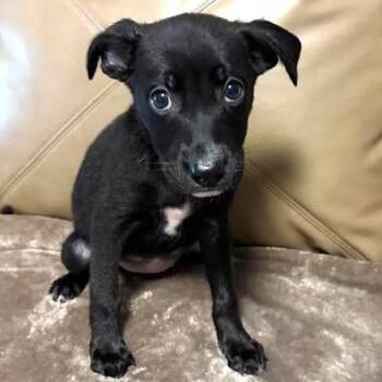 Ally -  Shepherd and Terrier Dog for Adoption in Overland Park, Kansas - Ally | PetCurious