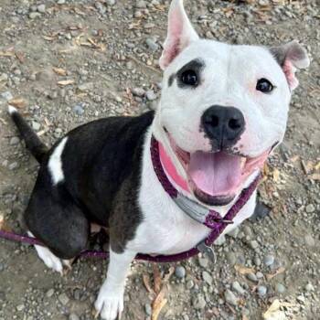 Nadia -  Pit Bull Terrier Dog for Adoption in Buffalo, New York - Nadia | PetCurious