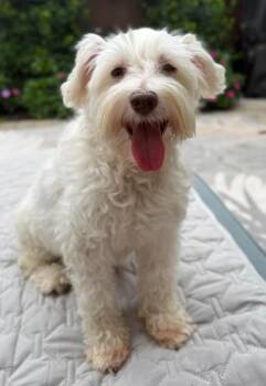 Misty -  Schnauzer and Maltese Dog for Adoption in San Diego, California - Misty | PetCurious