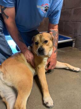Retriever and Terrier Dogs Available for Adoption in Newport, New Hampshire - Watson | PetCurious