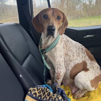 Treeing Walker Coonhound Dogs Available for Adoption - Sophia | PetCurious