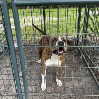 Balenciaga -  English Bulldog Dog for Adoption in Titusville, Florida - Balenciaga | PetCurious