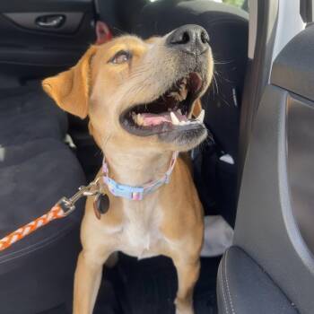 Labrador Retriever Dogs Available for Adoption in Columbia, South Carolina - Key West | PetCurious