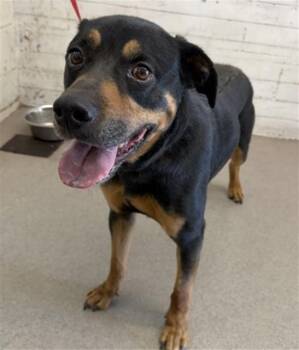 MATOR -  Rottweiler and Mixed Breed Dog for Adoption in San Bernardino, California - MATOR | PetCurious