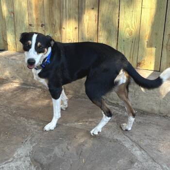 Rescue Australian Shepherd and Mixed Breed Dogs for Adoption in Boerne, Texas - Boots | PetCurious