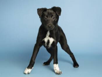 KYLE -  German Shepherd Dog Dog for Adoption in Phoenix, Arizona - KYLE | PetCurious
