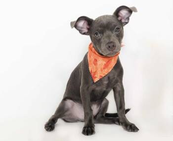 Rescue Chihuahua Dogs for Adoption in Phoenix, Arizona - Zoomer | PetCurious