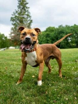 Rocky -  Mixed Breed Dog for Adoption in West Chester, Pennsylvania - Rocky | PetCurious