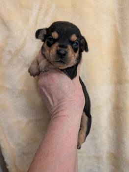 Chiweenie Dogs Available for Adoption in Pemberton Township, New Jersey - CARLY | PetCurious
