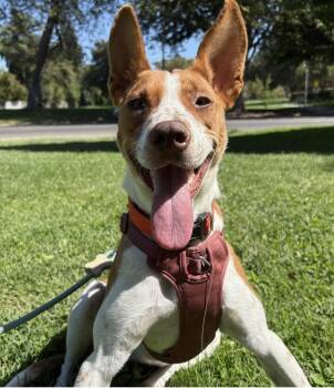 Autumn -  Cattle Dog Dog for Adoption in Davis, California - Autumn | PetCurious