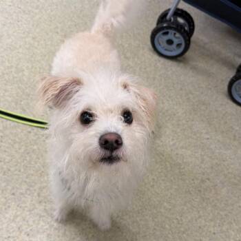 Sparky -  Terrier and Mixed Breed Dog for Adoption in Riverwoods, Illinois - Sparky | PetCurious
