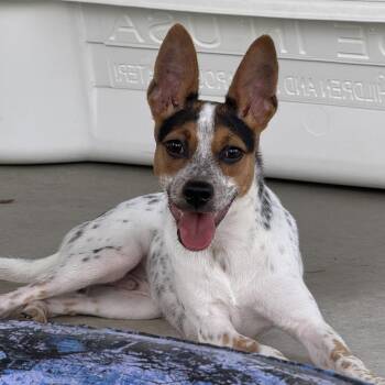 Speck -  Chihuahua and Cattle Dog Dog for Adoption in Hondo, Texas - Speck | PetCurious