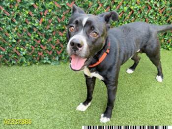 Mixed Breed Dogs Available for Adoption in West Palm Beach, Florida - BUD | PetCurious