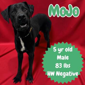 Mojo -  Great Dane and Labrador Retriever Dog for Adoption in Sorrento, Louisiana - Mojo | PetCurious