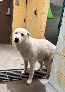 Siberian Husky Dogs Available for Adoption in Stockton, California - DOC | PetCurious