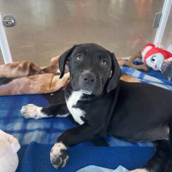 Mileena -  Mixed Breed Dog for Adoption in Bentonville, Arkansas - Mileena | PetCurious