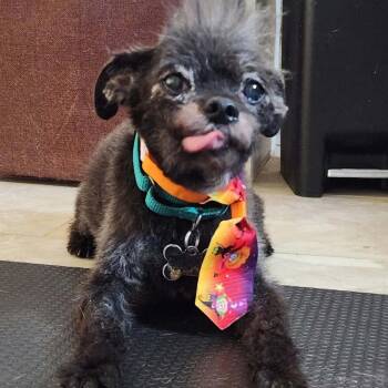 OLI -  Glen Of Imaal Terrier Dog for Adoption in Marana, Arizona - OLI | PetCurious