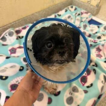 Lady Bug -  Shih Tzu and Mixed Breed Dog for Adoption in Jarrettsville, Maryland - Lady Bug | PetCurious