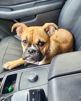 Boxer and English Bulldog Dogs Available for Adoption - Pink | PetCurious