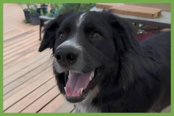 Millie -  English Springer Spaniel and German Shepherd Dog Dog for Adoption in Amherst, Massachusetts - Millie | PetCurious