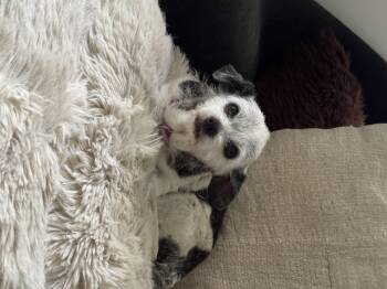 Rescue Chihuahua Dogs for Adoption in West Hollywood, California - Birdie | PetCurious