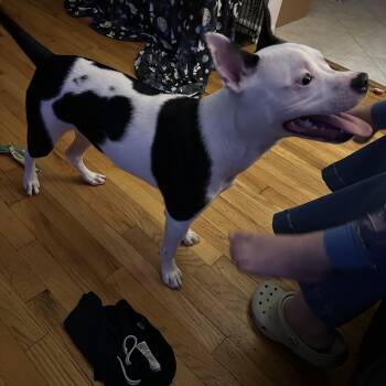 Rescue Staffordshire Bull Terrier and Boston Terrier Dogs for Adoption - Spike | PetCurious