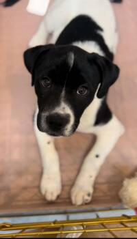 Beverly -  Mastiff and Labrador Retriever Dog for Adoption in Walker, Louisiana - Beverly | PetCurious