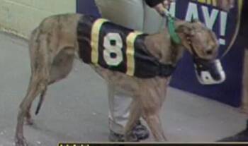 Rescue Greyhound Dogs for Adoption in Allentown, Pennsylvania - Ww Juice World | PetCurious