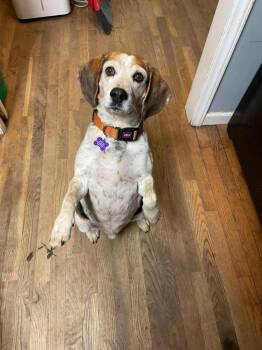 Jack B. Nimble -  Beagle Dog for Adoption in Pottstown, Pennsylvania - Jack B. Nimble | PetCurious