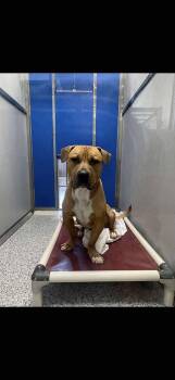 Rescue American Bully Dogs for Adoption in Prineville, Oregon - Chance | PetCurious