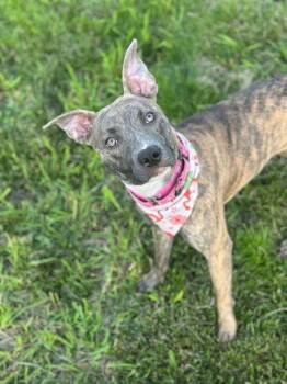 Pit Bull Terrier Dogs Available for Adoption in Hagerstown, Maryland - BRITT | PetCurious