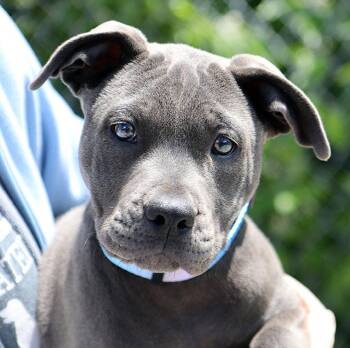 Labrador Retriever Dogs Available for Adoption in Kansas City, Kansas - Turquoise (AO36447) | PetCurious